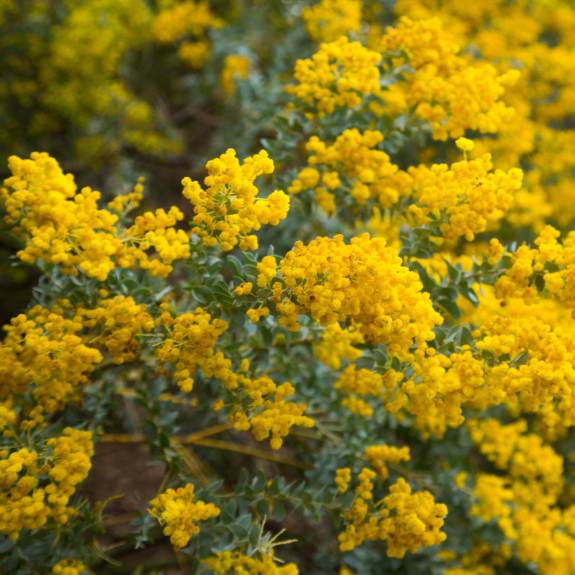 Wattle Plants for Sale Acacia Plants & Shrubs Delivered